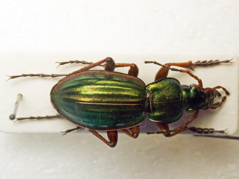 Carabus auratus auratus Linne, 1761
